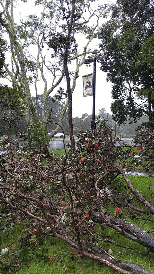 Downed tree near Kīlauea Visitor Center