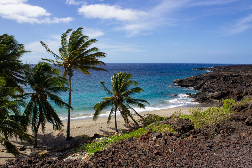 Palm trees grow on a white sand beach speckled with black lava rocks