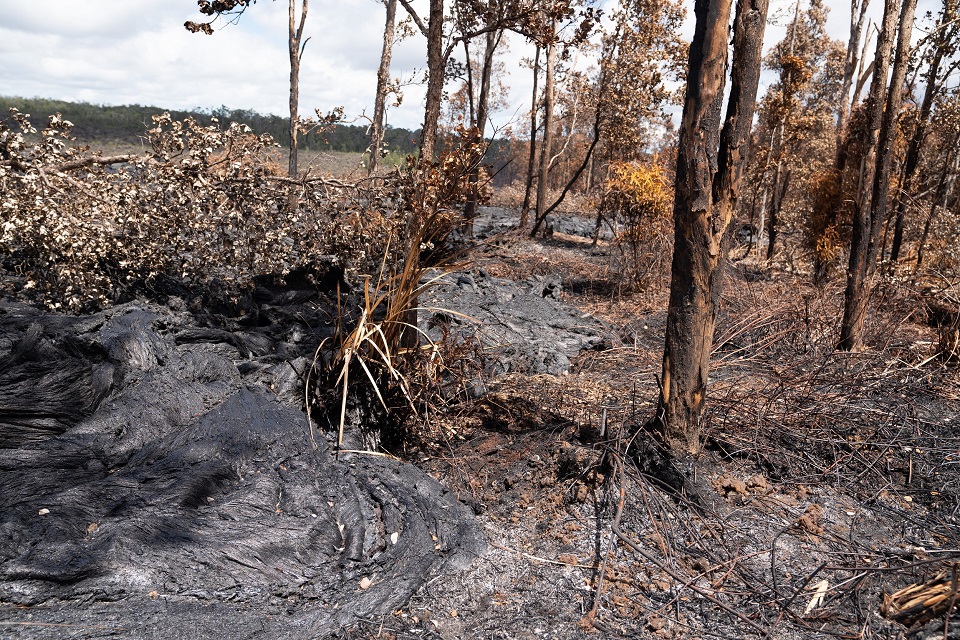 Black lava covers the ground in a burned forest