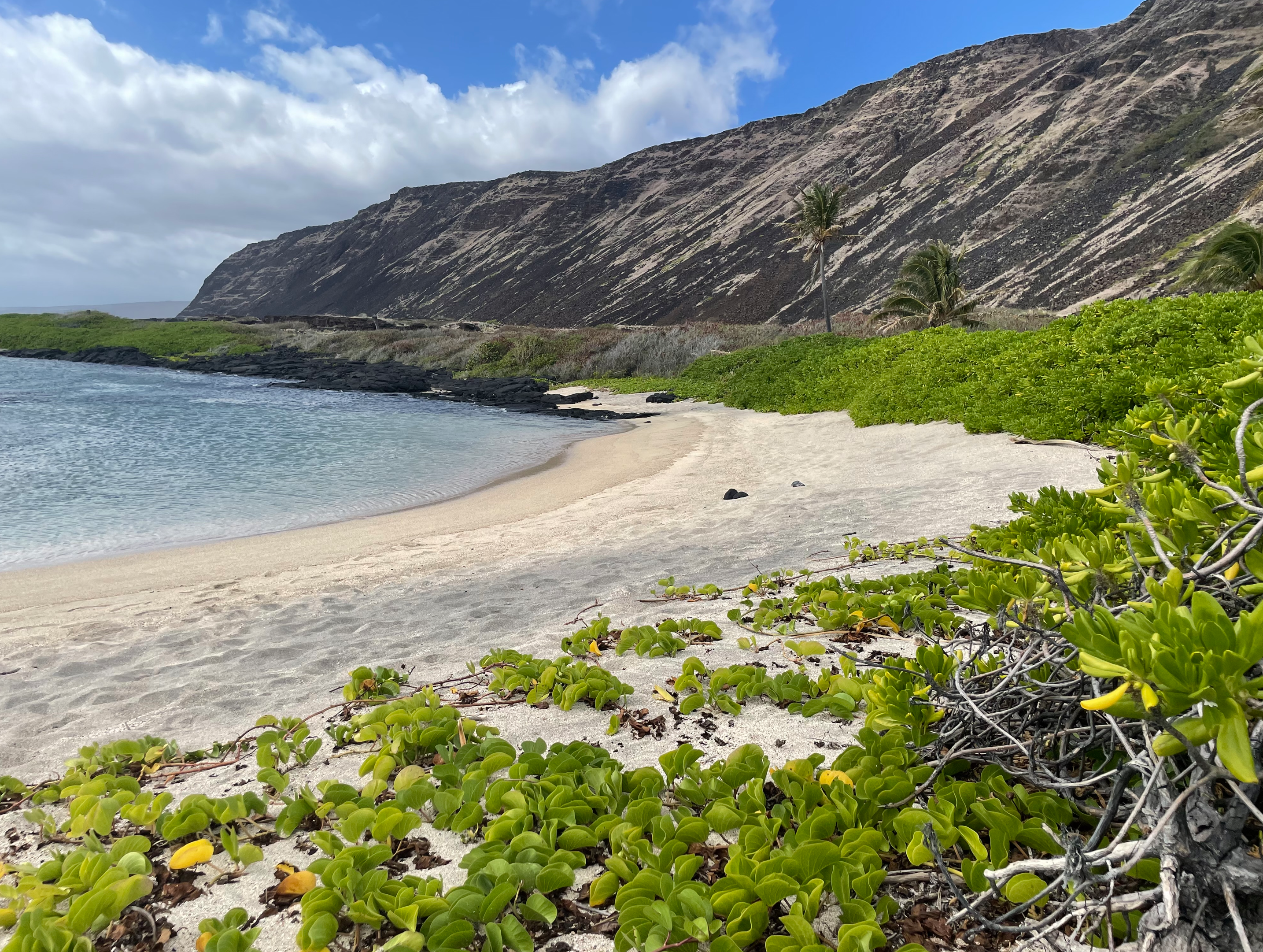 A beautiful deserted beach with palm tree and cliffs