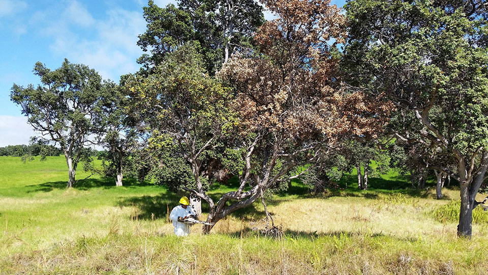 NPS resource management employee fells a ROD infected ‘ōhi‘a in Kahuku