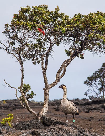 An endangered nēnē near an ‘ōhi‘a tree at Mauna Ulu