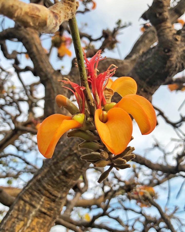 closeup of an orange flower