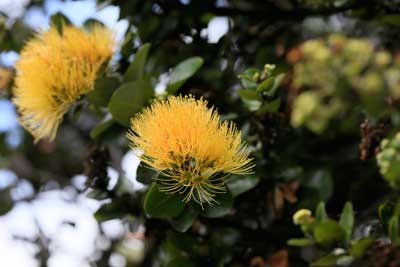 The uncommon yellow ‘ōhi‘a lehua blooming in Kahuku