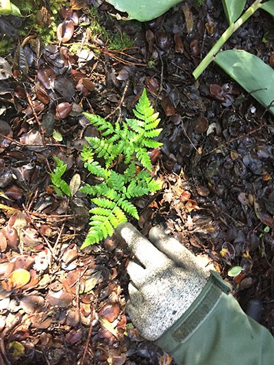 A young endemic hapu‘u tree fern is freed from a thick patch of invasive Himalayan ginger