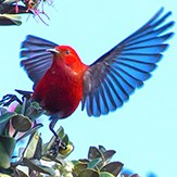 A red bird with dark wings flies from a tree