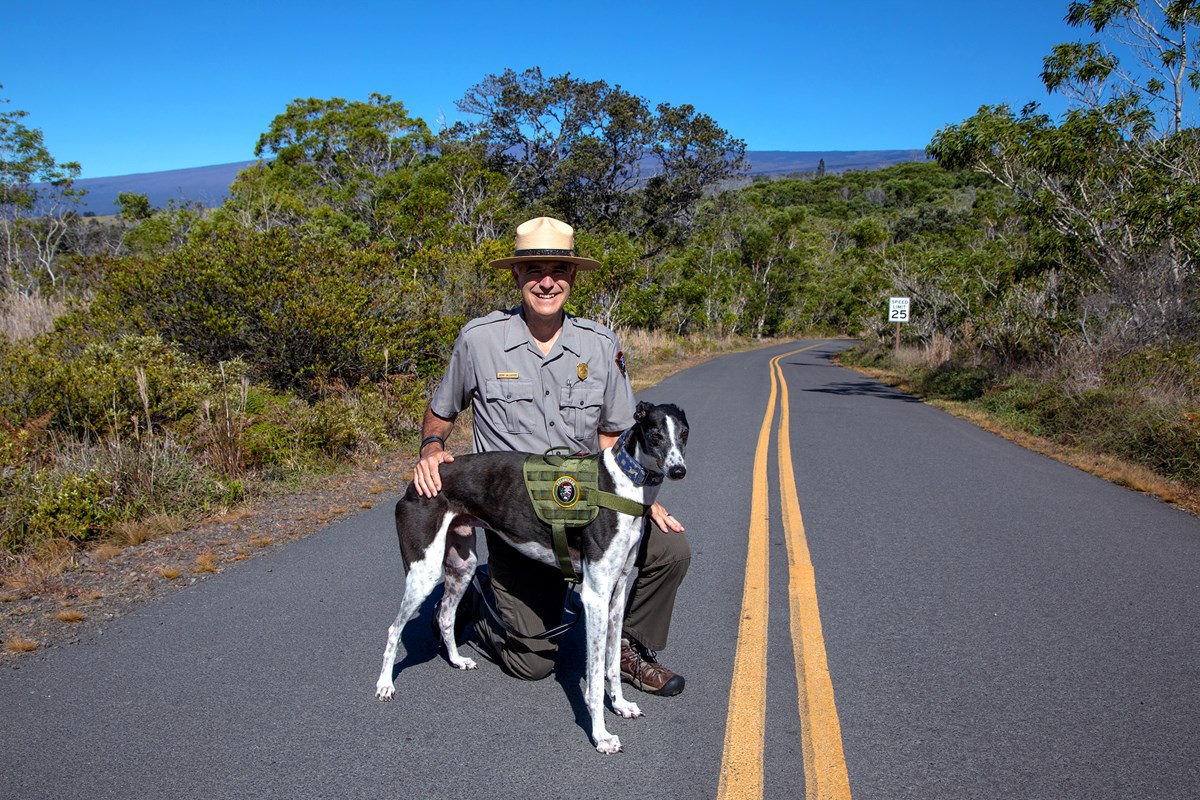 are dogs allowed in volcano national park