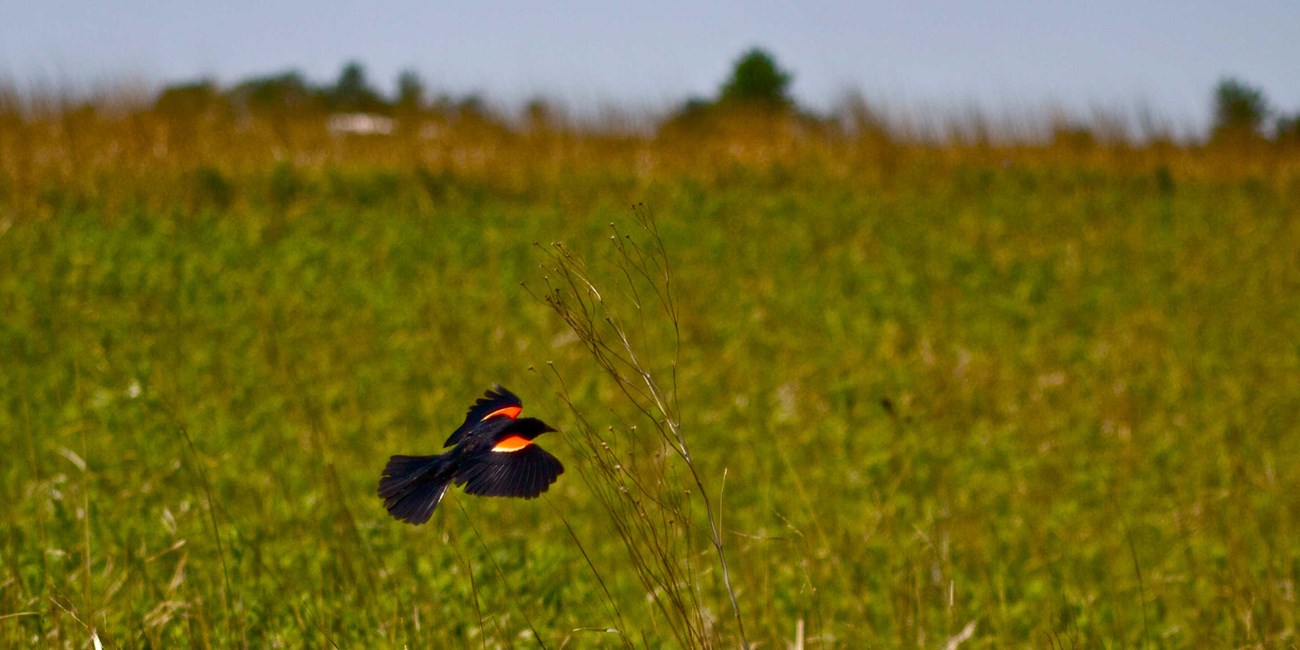 A black bird with red and yellow on its wings flies across and brown and green field.