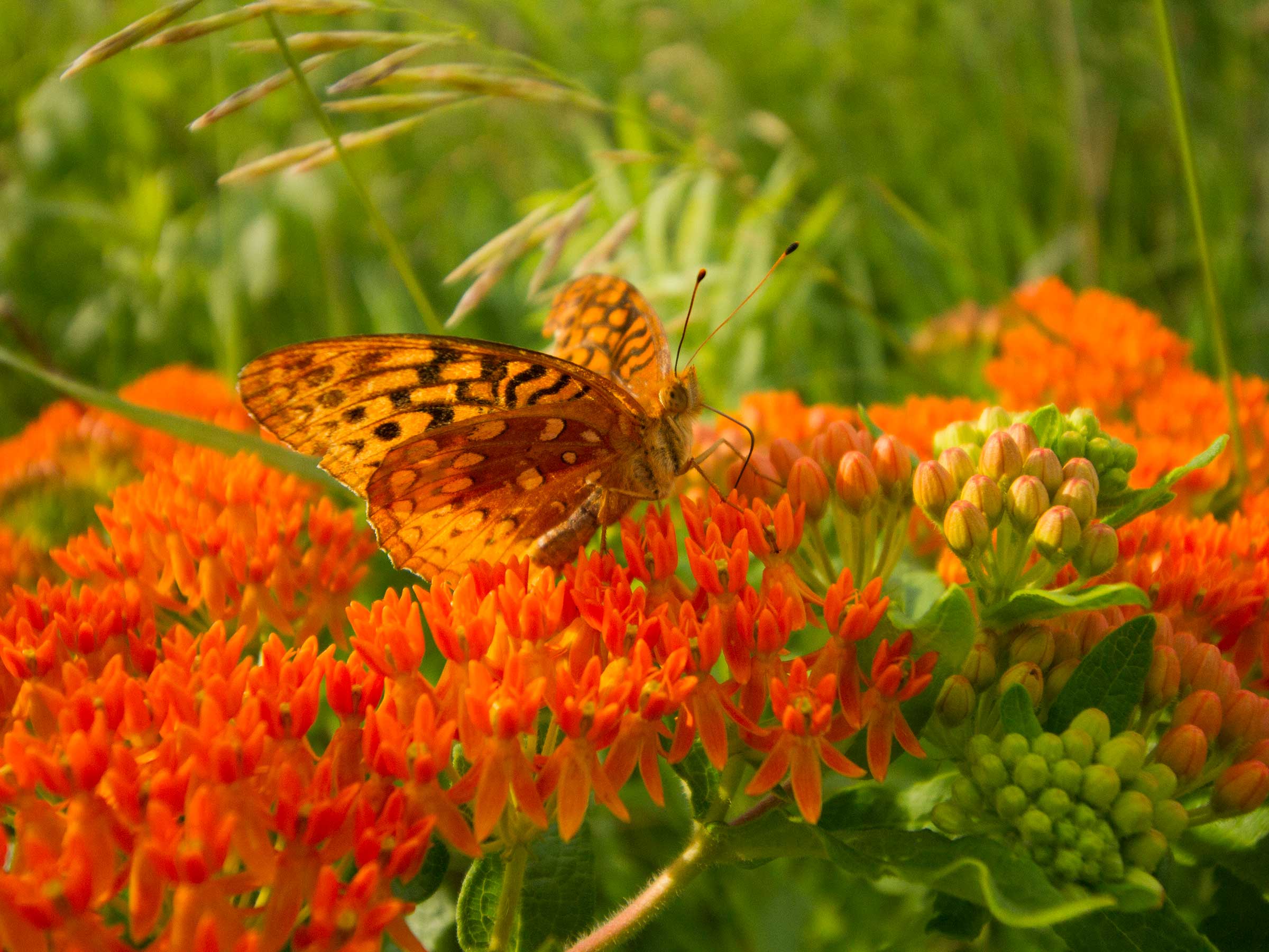 An orange butterfly feeds on orange milkweed flowers