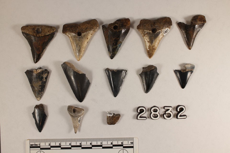 Hopewell Culture Shark Teeth (. National Park Service)