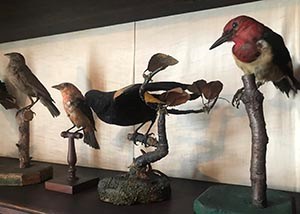 Four mounted birds displayed on a shelf.