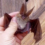 Thompson BE bat species.