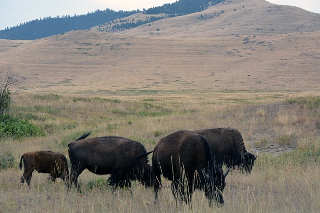 A heard of dark brown bison munch on dried green grass with a rolling tan hill behind them, showing textured ripple marks.