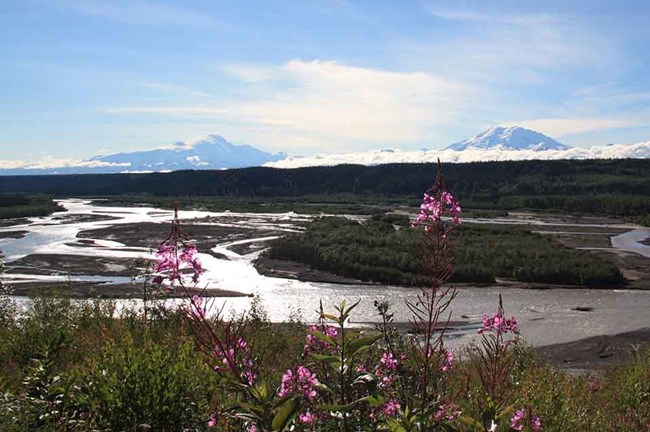 Overlooking the braided Copper River, fireweed in the foreground.