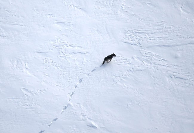 winter wolf A wolf walking in the snow, aerial image.