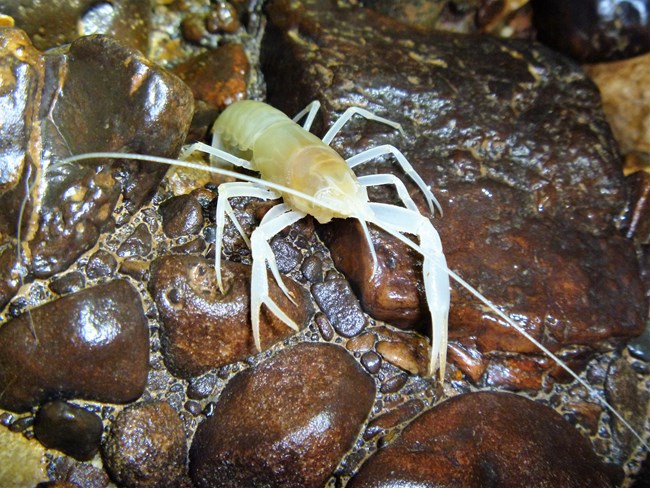 Cave crayfish (Orconectes pellucidus)