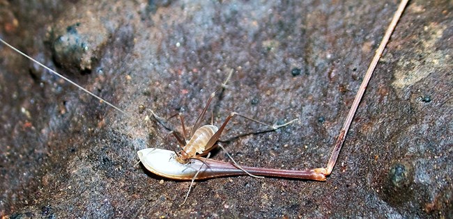 Cave cricket (Hadenoecus subterraneus)