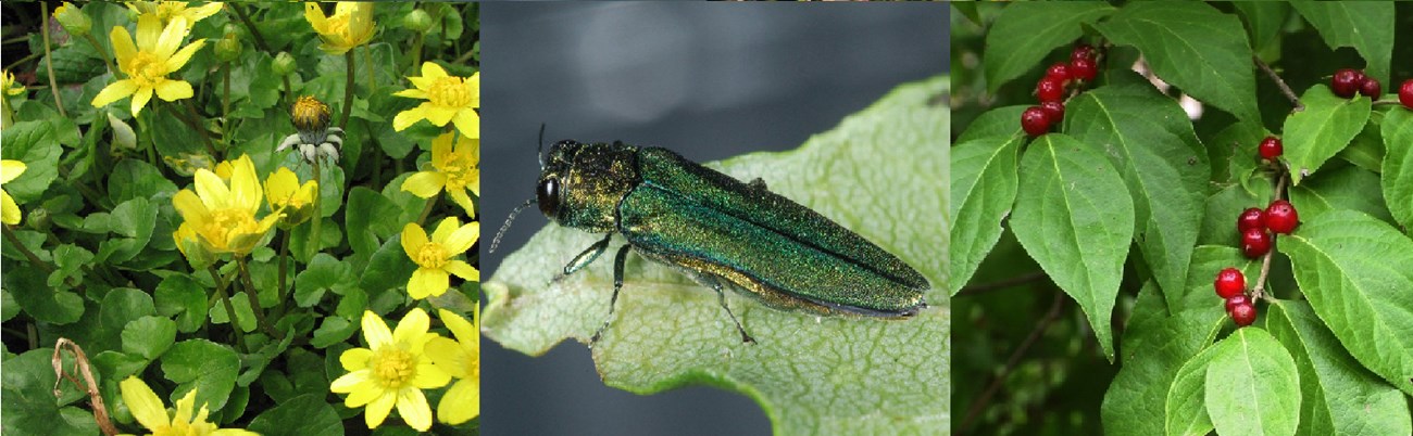 ISED_Page_Examples Lesser celandine, a non-native invasive herbaceous perennial; emerald ash borer, a non-native invasive borer from Asia threatening North American ash trees; and Amur honeysuckle.