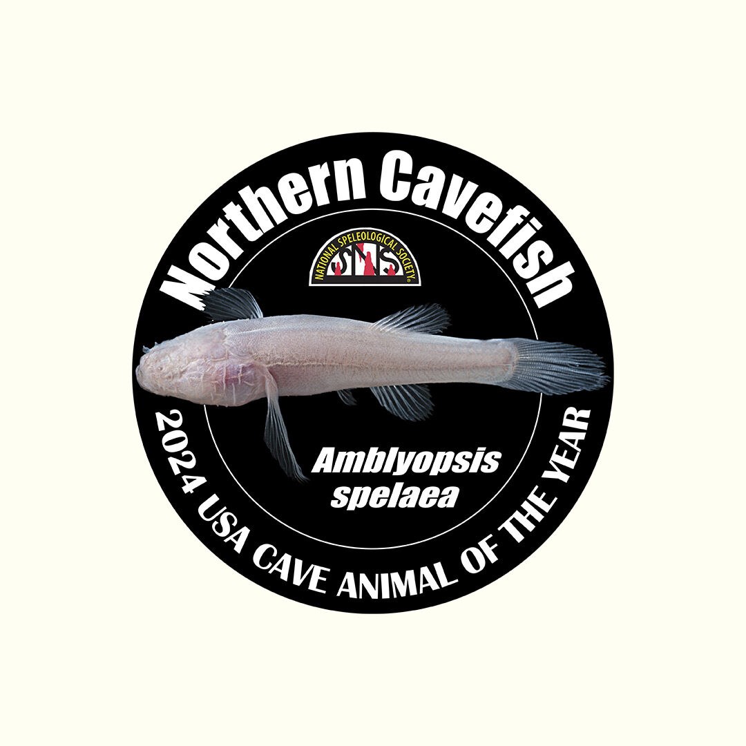 2024 USA Cave Animal of the Year: Northern Cave Fish