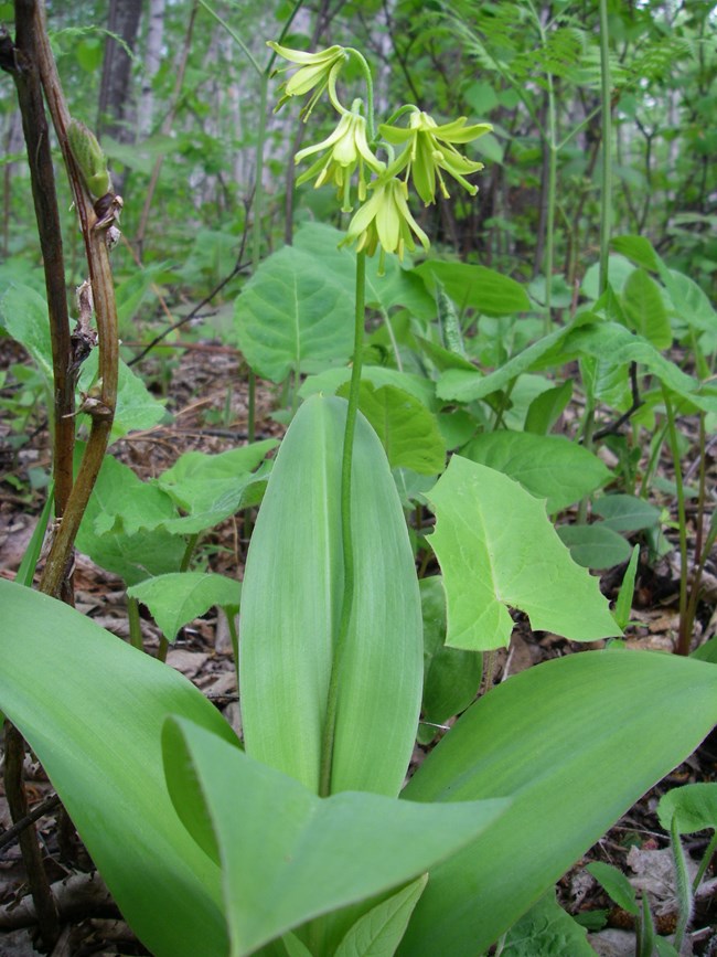 Four lush green leaves surround a single stem topped by four yellow-green flowers.