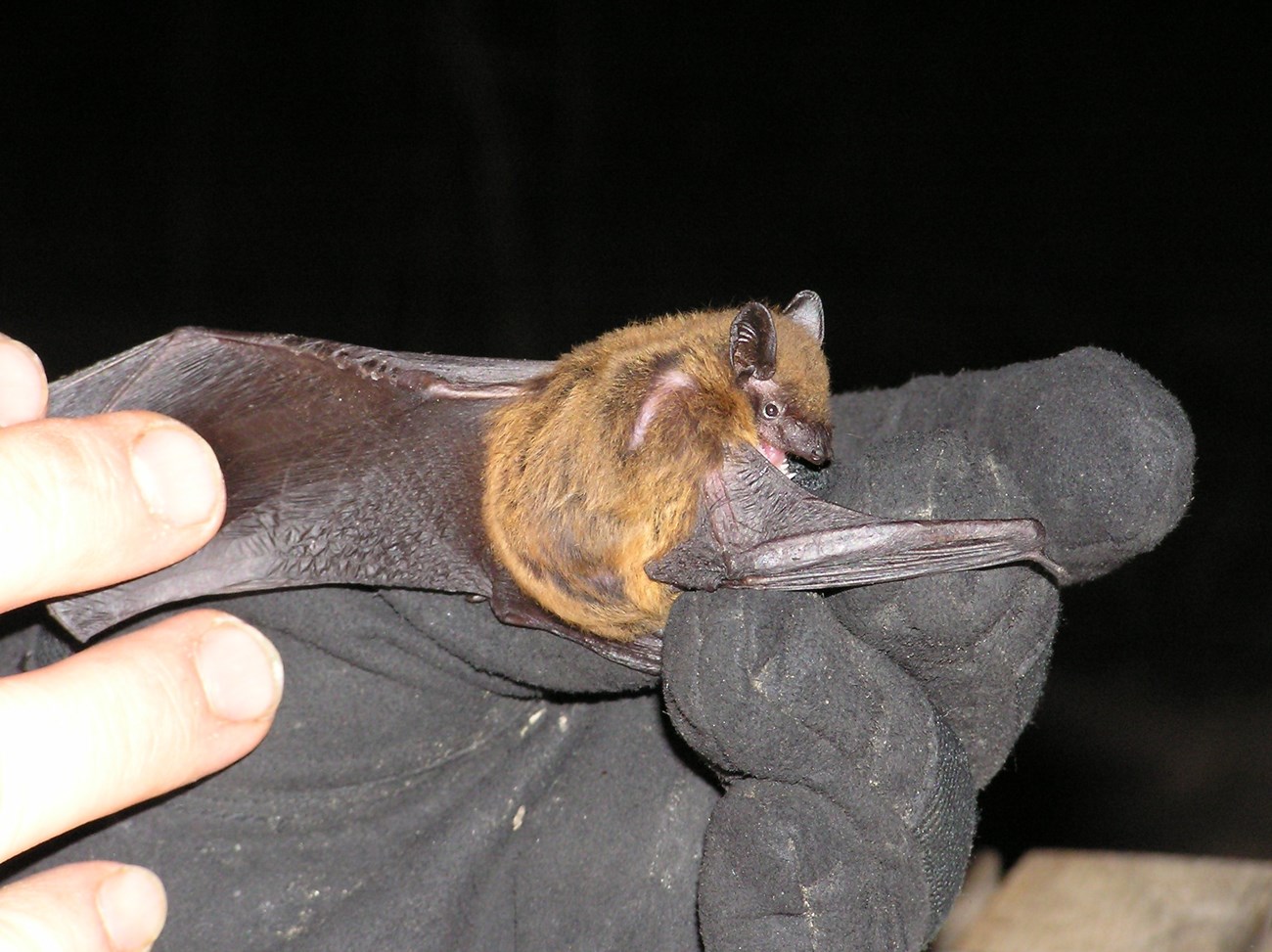 Wisconsin Bat Program