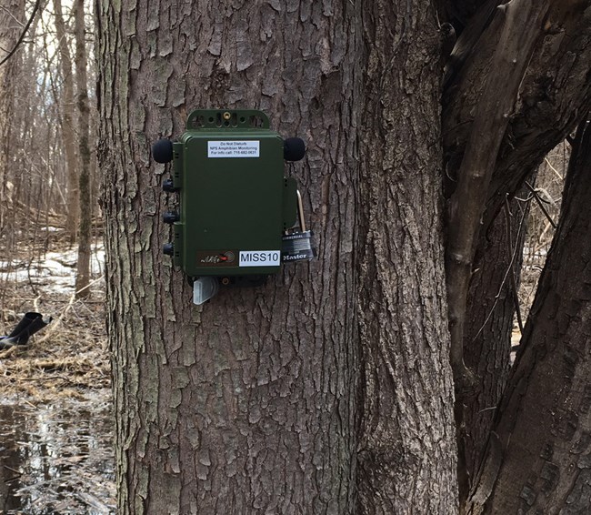 MISS_Recorder A green box is attached to the trunk of a large tree. Water and patch of snow are visible among the leafless trees in the background.