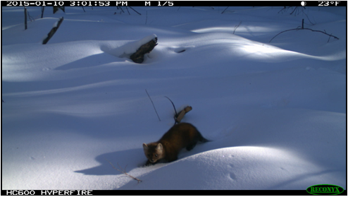 An animal with brown fur and lighter colored ears crouches in the snow.