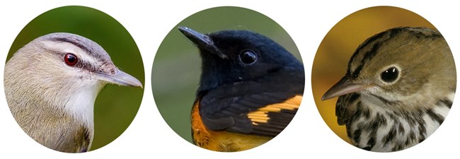 A panel of three round photos of bird heads.