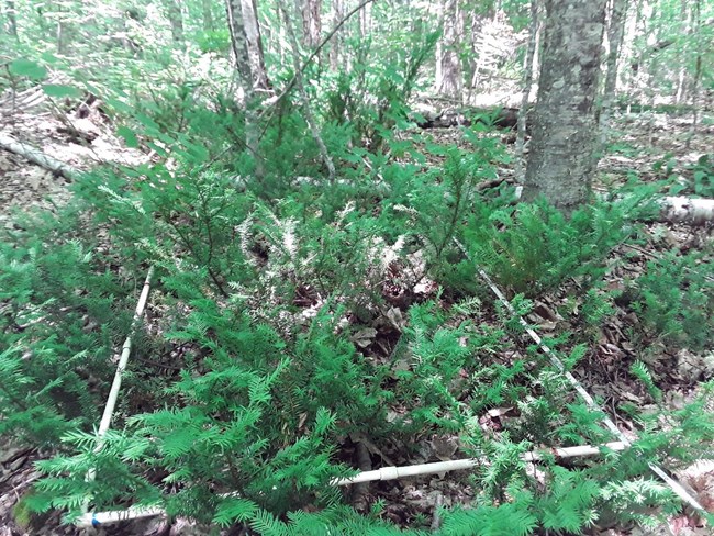 A square of plastic tubing sits among a cluster of short branches with green needles.