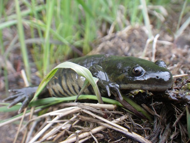 dark green salamander