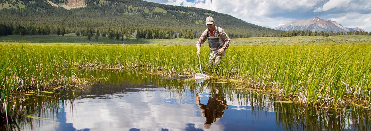 Man in waders dips a net into a pond reflecting blue sky and white clouds. Mountains in background