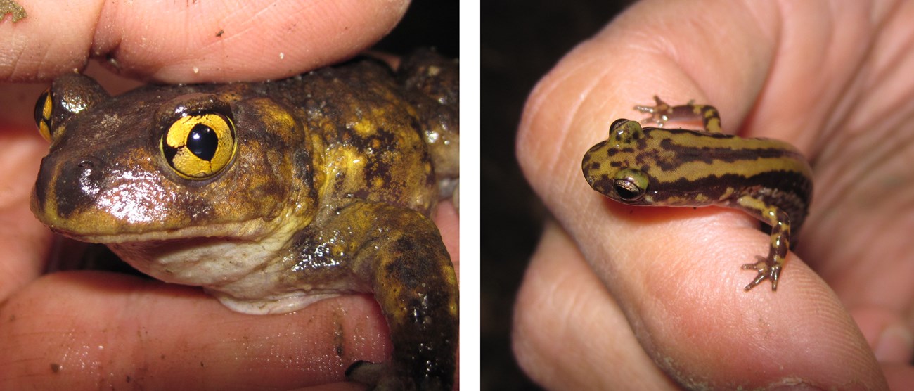 Eastern spadefoot toad (Scaphiopus holbrookii) on the left, and three-lined salamander (Eurycea guttolineata) on the right two images: one is an eastern spadefoot toad facing the camera and held in the hand. The other image is a salamander also being held in the hand