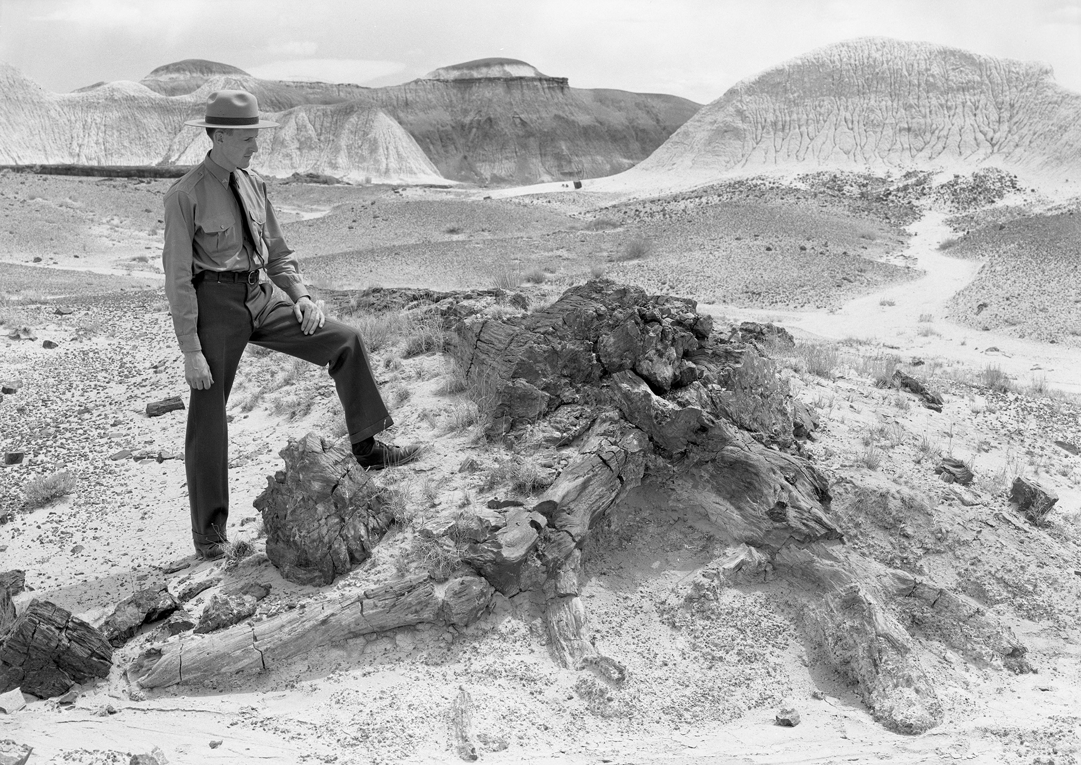 Man in NPS uniform poses on an incline at the base of a fallen petrified tree. One foot is higher on the incline; he rests his hand on that log and looks down at the tree.