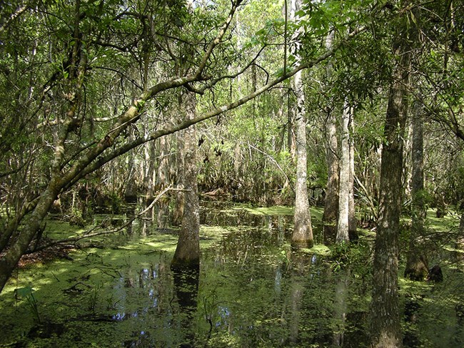 jean lafitte park