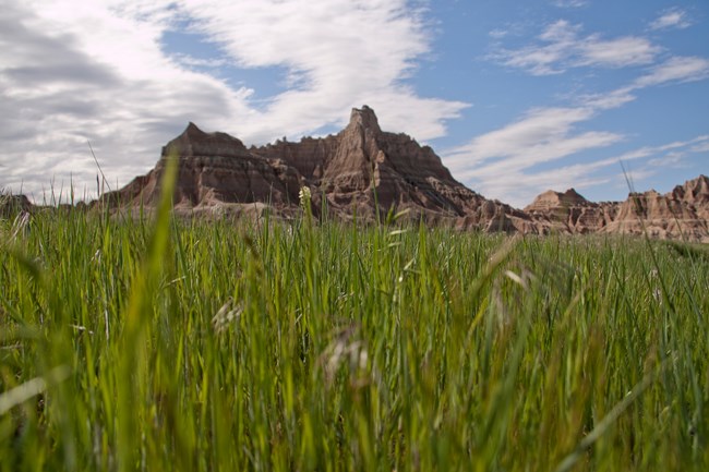 grasses and buttes grasses and buttes