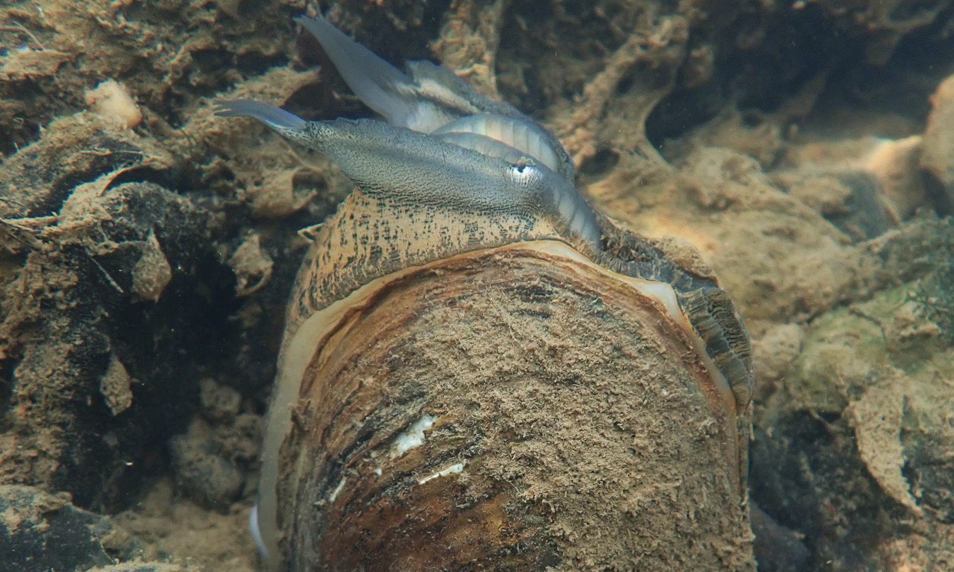 A plain pocketbook mussel. Above the mussel's sediment-covered shell is its lure, which resembles a small gray fish with an eye spot. Upon closer inspection, however, it is clear that the fishlike lure is actually connected to the mussel's flesh, which blends into the streambed.