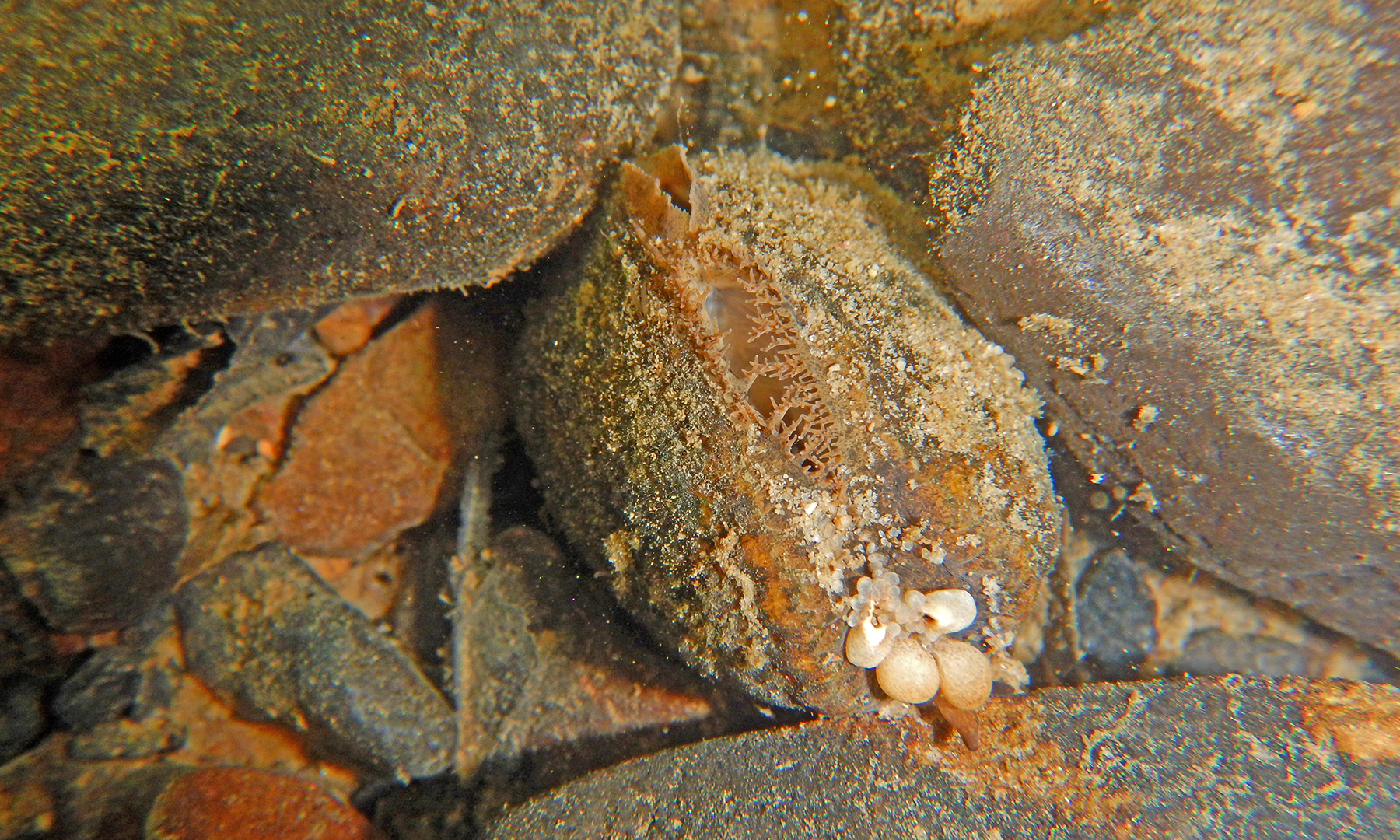 A mussel, which looks much like the sediment-covered rocks that surround it. The mussel's two shells are slightly open, and extending out of the mussel's interior are about five round white orbs, reminiscent of eggs.