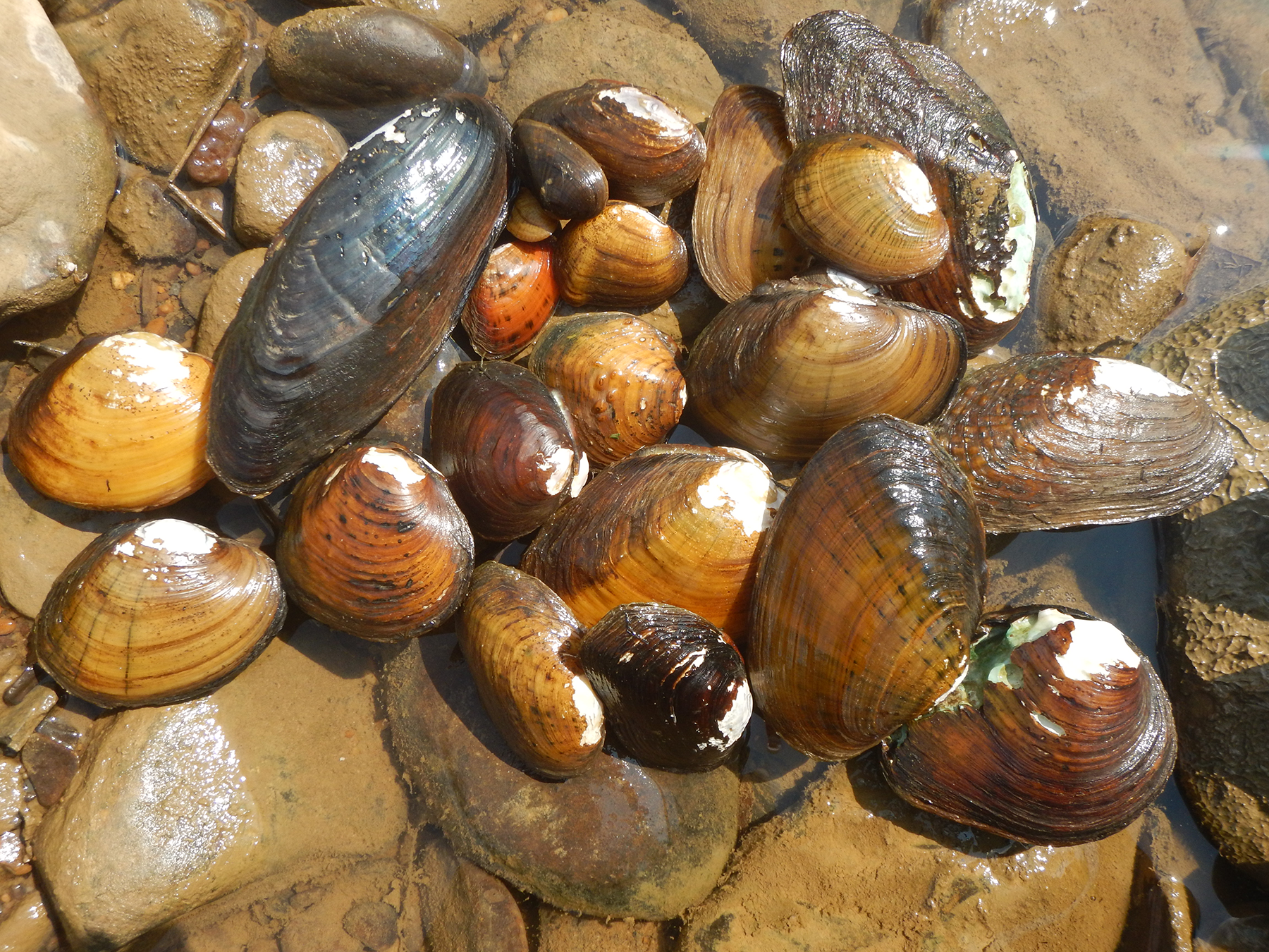 An assortment of about 20 mussels is laid out on a shallow part of a stream. No two mussels are the same. Their colors range from light tan, to reddish orange, to nearly black. Their sizes, shapes, and textures vary, from small, smooth, and round to long, bumpy, and narrow.