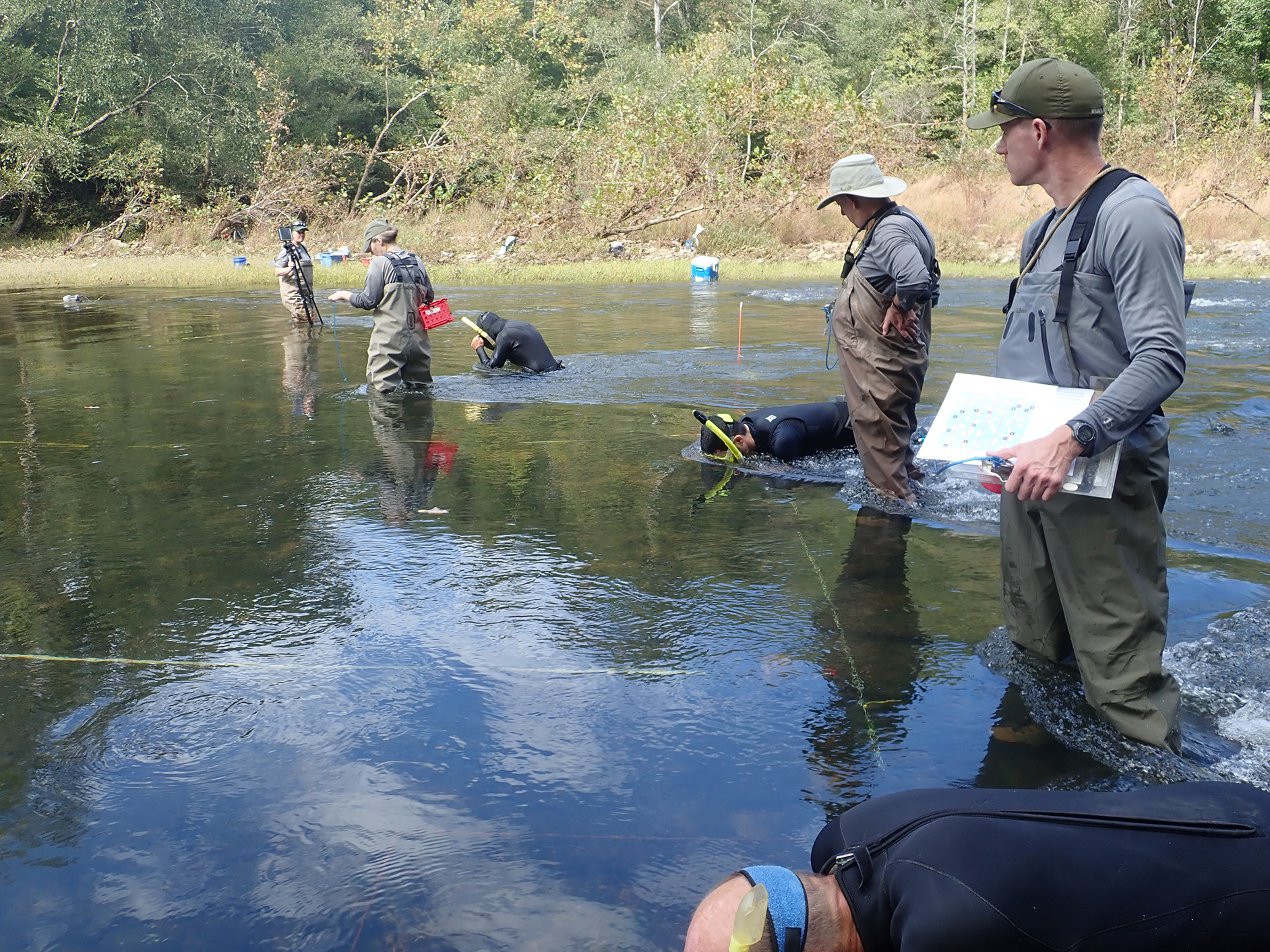 Three pairs of NPS staff stand in knee-high water, divided into lanes marked by yellow tape. Each pair includes one person standing in waders holding a clipboard and one person in a wetsuit, peering into the water using snorkel goggles.