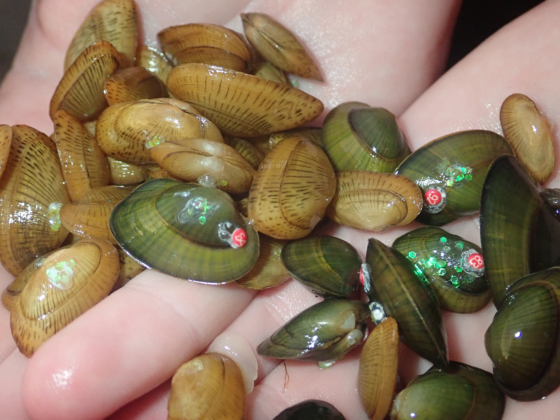 Two hands holding about 30 small mussels, each about the size of a fingertip. About half the mussels are tan, with brown outward lines on their shell, while the other half are green. Some mussels have green glitter and/or red numbered tags visible on their shells.