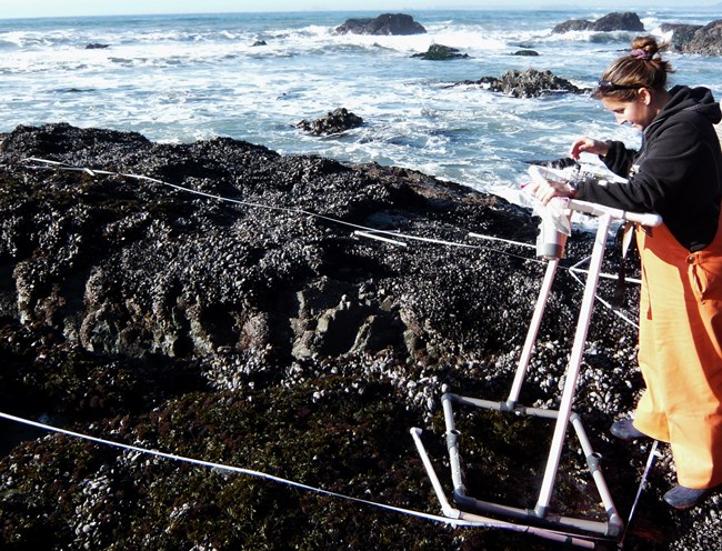 Technician standing in intertidal zone looking through a PVC frame to take a picture of a rock in the intertidal zone.