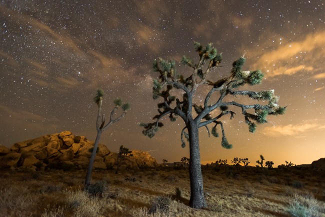 Night sky at Joshua Tree National Park Night sky at Joshua Tree National Park with a Joshua Tree in the foreground and granite boulders in the background