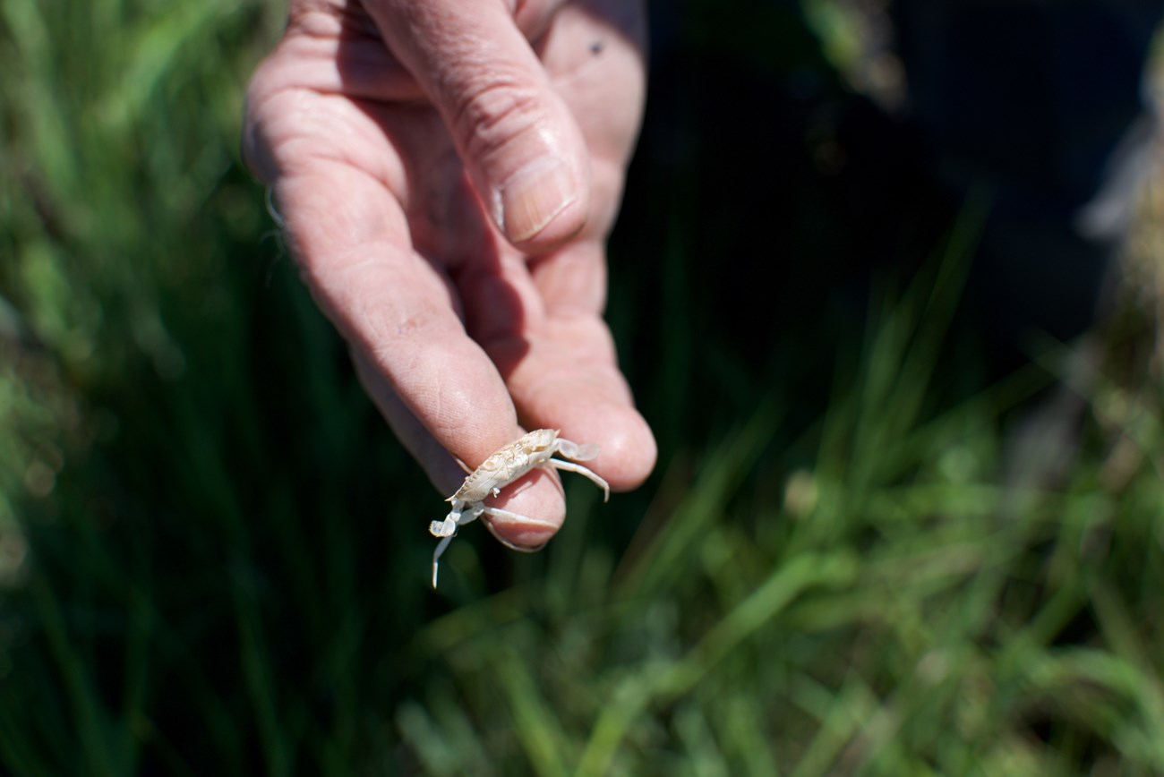 Blue Crab Molt A finger balancing the dried, pink molt of a Blue Crab