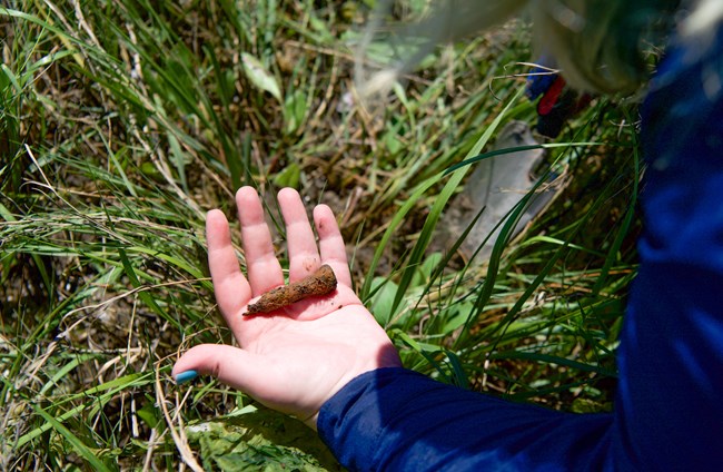 Rusted Nail Hand holding a rusted nail the size of a thumb