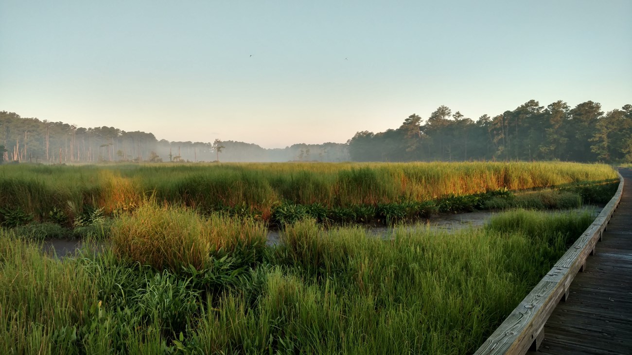 Salt marsh at COLO Salt marsh next to a boardwalk at sunset