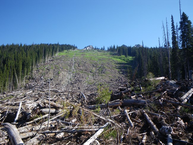 View of a mountainside with avalanche path down the middle and dead trees piled up at the bottom