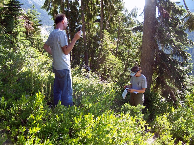 Two field crew members record vegetation data in an open forest understory