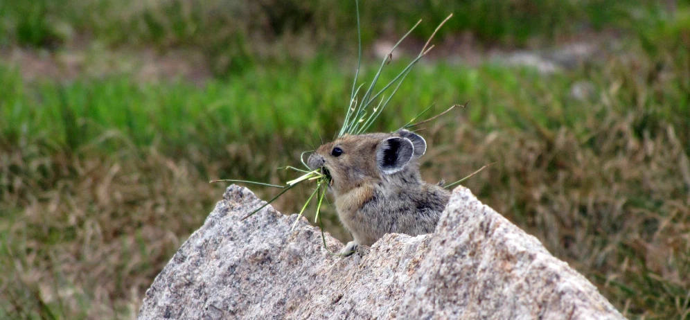 American pika gathering grass in Zion National Park. A small American pika (Lagomorph) perched on a rock, holding a mouthful of grass. The background consists of blurred green and brown vegetation.