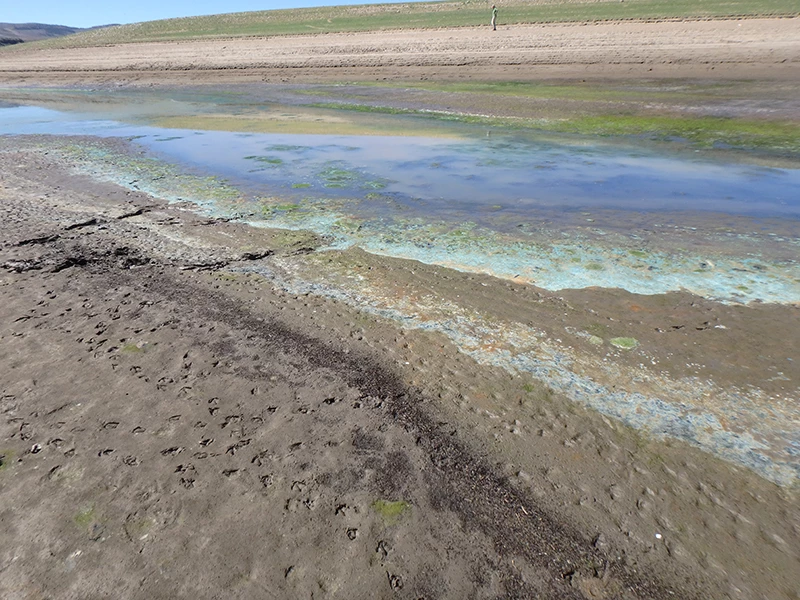 Algal bloom at Blue Mesa Reservoir, 2018. Shallow water along the shoreline of Blue Mesa Reservoir with a blue-green algal bloom. The muddy bank is covered in bird tracks, and a person is visible in the distance on higher ground.