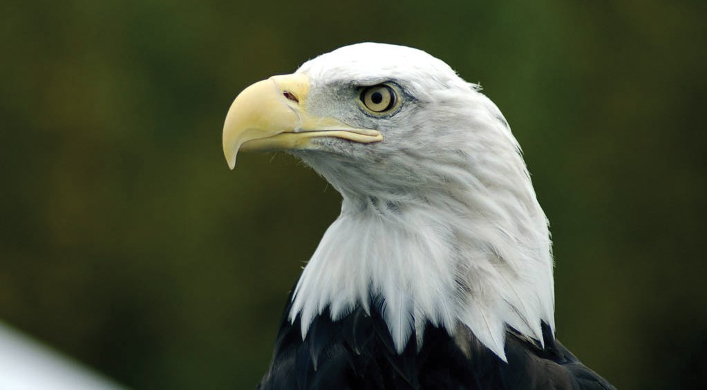 The bald eagle’s striking profile highlights its sharp beak, piercing eyes, and iconic plumage. Close-up of a bald eagle with white head and yellow beak.